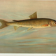 Illustration for article titled Fishes of North America That are Captured on Hook and Line